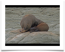 Mother still keeping a watchful eye - Richard Nicholls